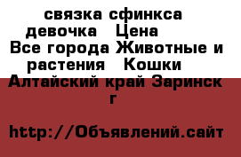 связка сфинкса. девочка › Цена ­ 500 - Все города Животные и растения » Кошки   . Алтайский край,Заринск г.